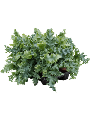 null