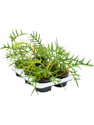 Bush