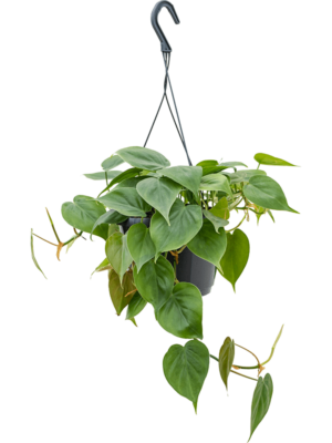 Hanger