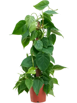 Kratiste klimstok 80