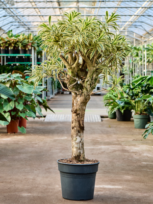 Stem