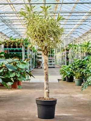 Stem