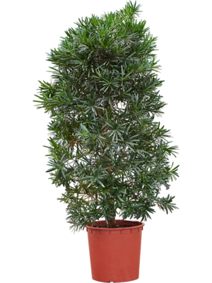 Bush