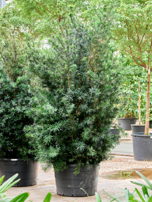 Bush