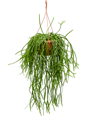 Hanging plant