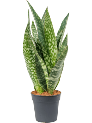 Tuft