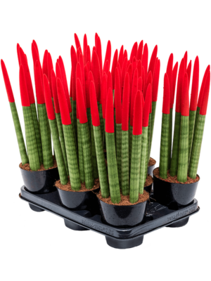 8-9pp Red