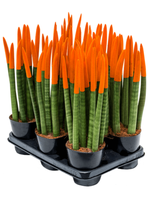 8-9pp Orange