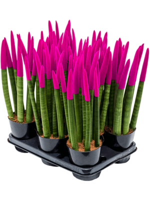 8-9pp Fuchsia