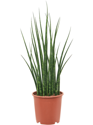 Tuft