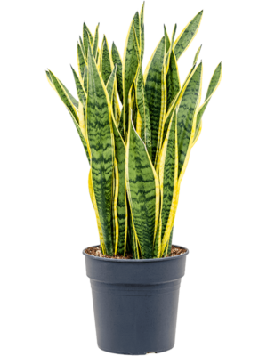Tuft
