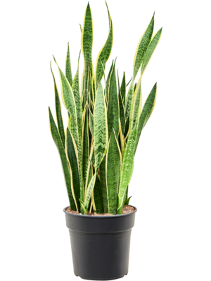 Tuft