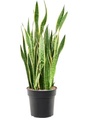 Tuft