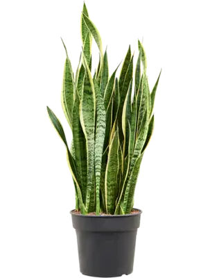 Tuft