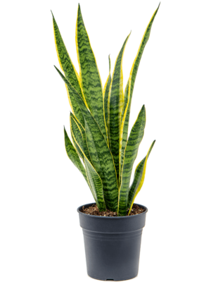 Tuft