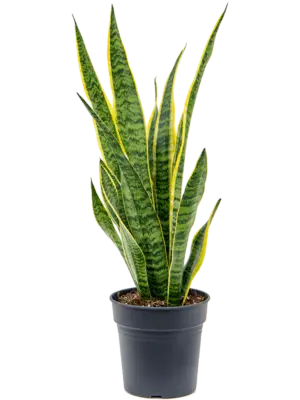 Tuft