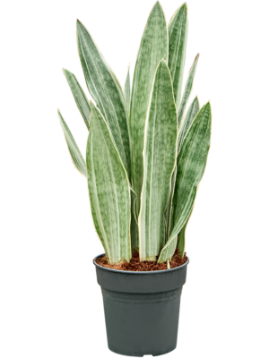 Tuft