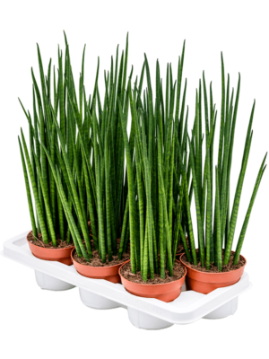 Tuft