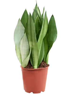 Tuft