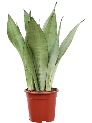 Tuft