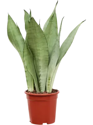 Tuft