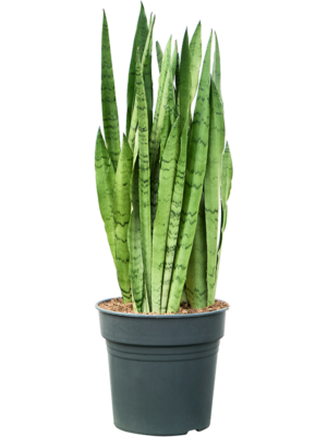 Tuft
