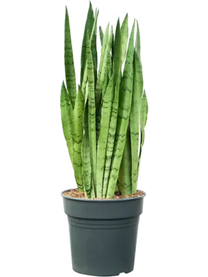 Tuft