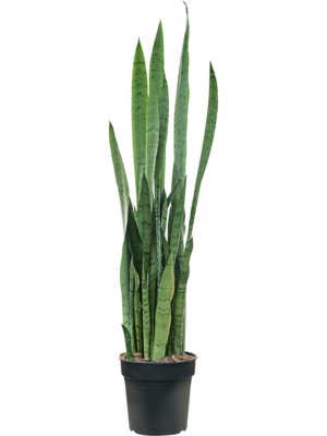Tuft
