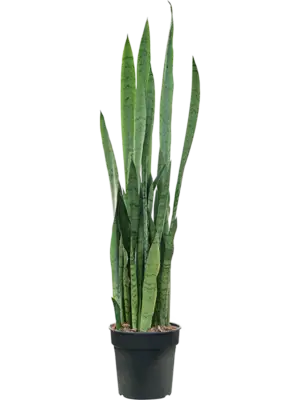 Tuft