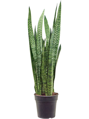Tuft