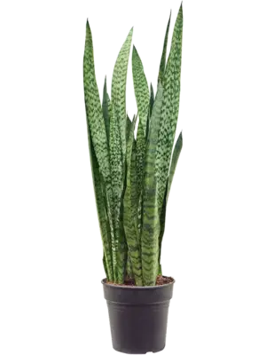 Tuft