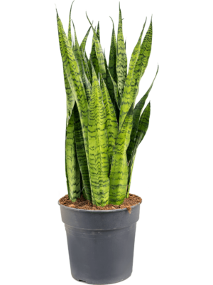 Tuft