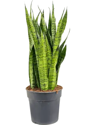 Tuft