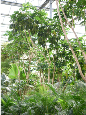Stem branched