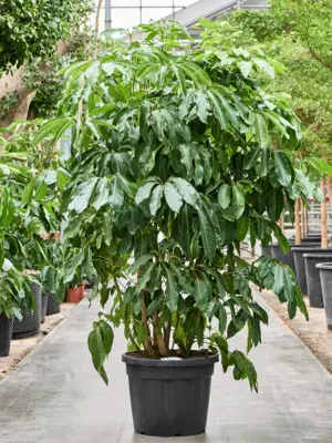 Tuft (250-300)