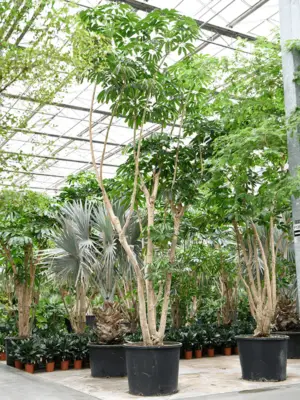 Schefflera actinophylla 'Amate'