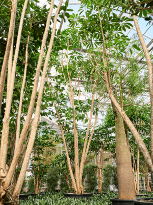 Branched