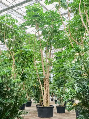 Branched