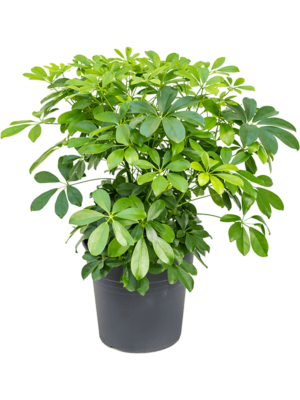 Bush