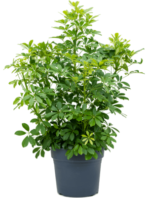 Bush