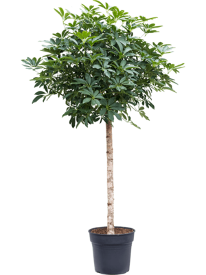 Stem