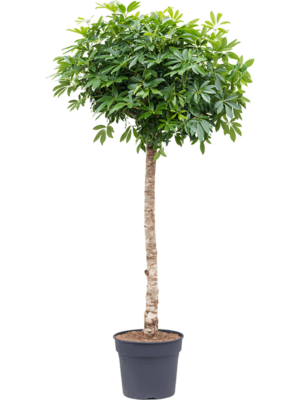 Stem