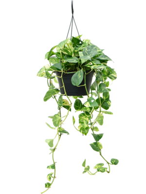 Hanger
