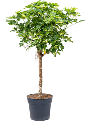 Stem