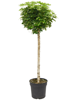 Stem