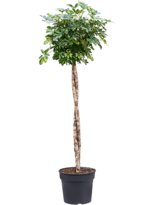 Stem twist