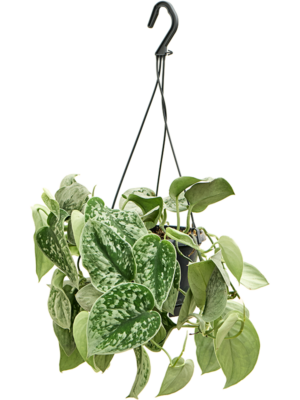 Hanger