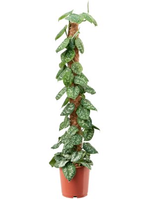 On moss-pole 120