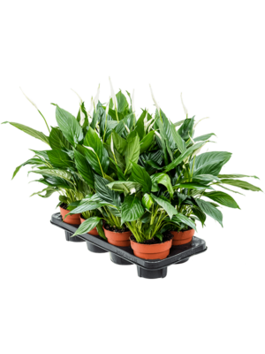 Bush