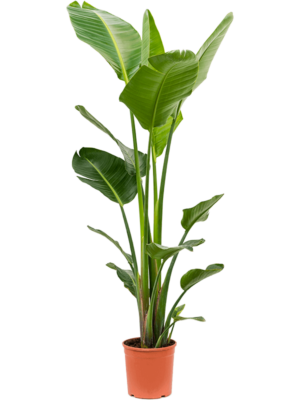 2pp